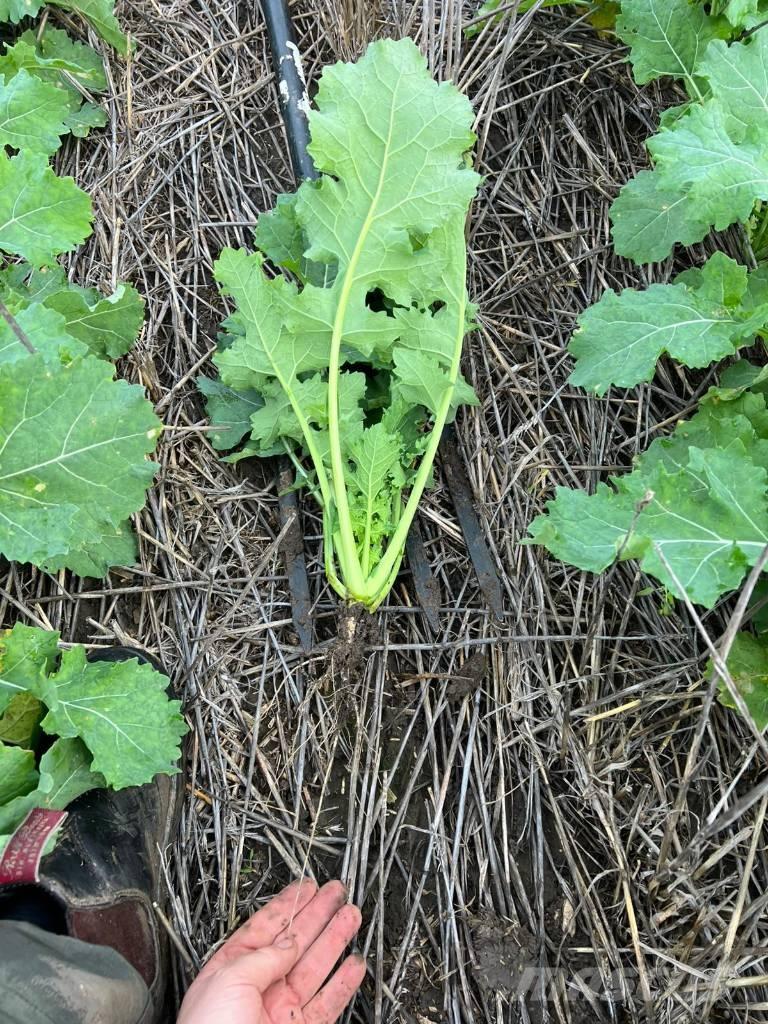 Horsch Focus 6 TD Semoir