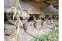 CAT D9H Bouteurs sur chenilles