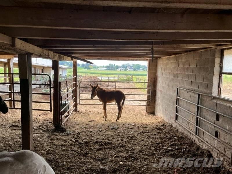  Mule Colt Autres matériels d'élevage