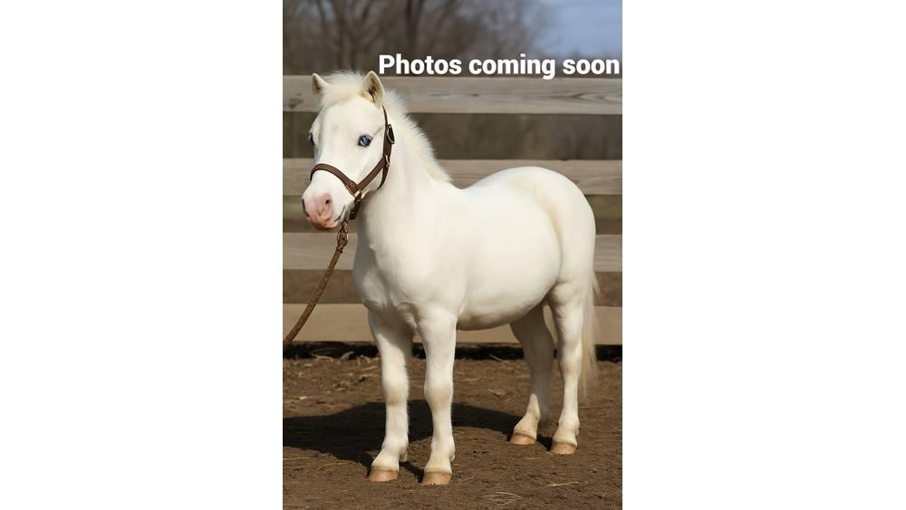 White Pony 40in Salle de traite