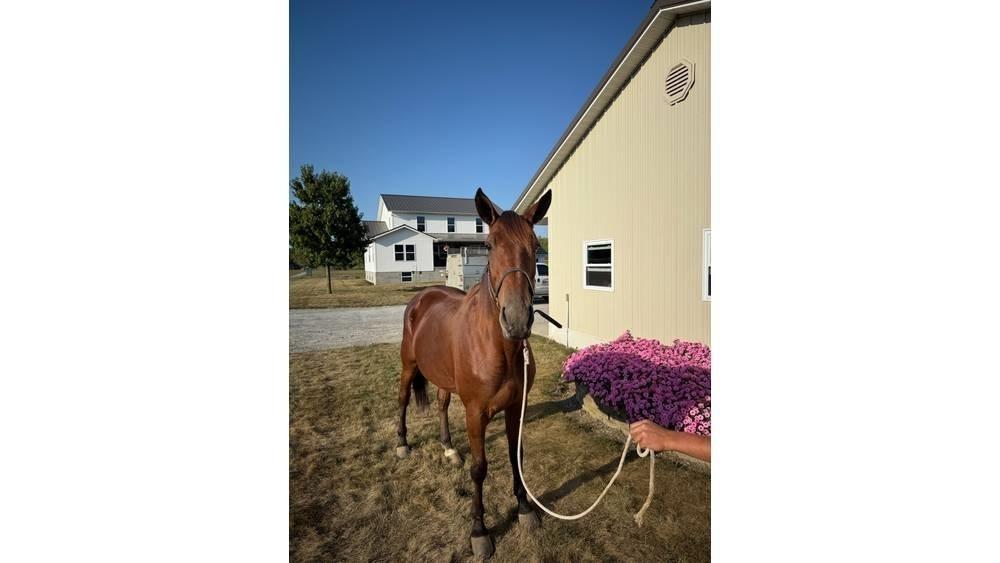  Horse Standardbred Autres matériels d'élevage