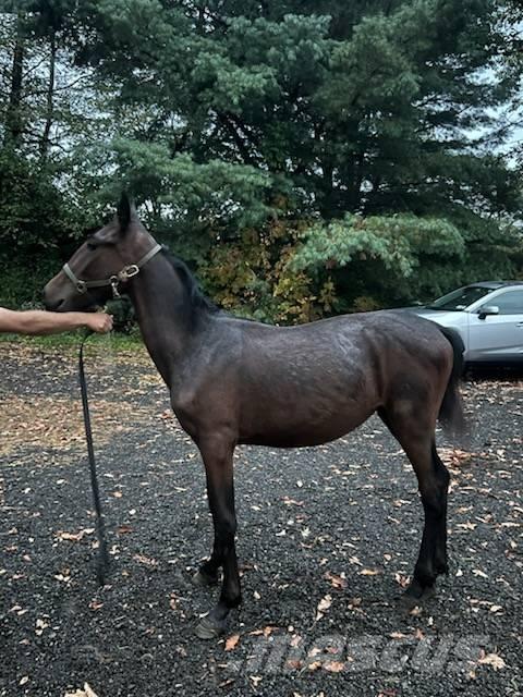 Horse Standardbred Other livestock machinery and accessories