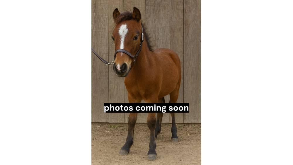  Pony Stallion 35in Salle de traite