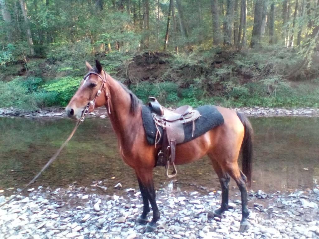 Morgan Mare Autres matériels d'élevage