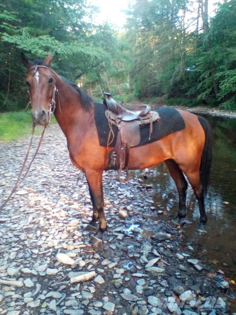 Morgan Mare Autres matériels d'élevage