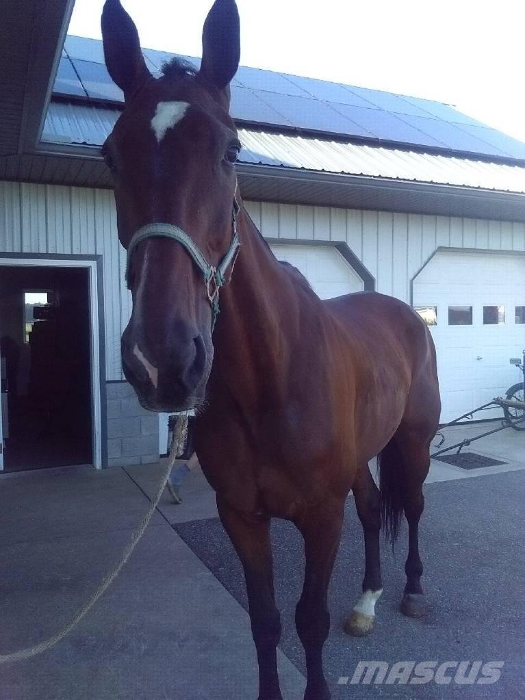  Standardbred Gelding Salle de traite