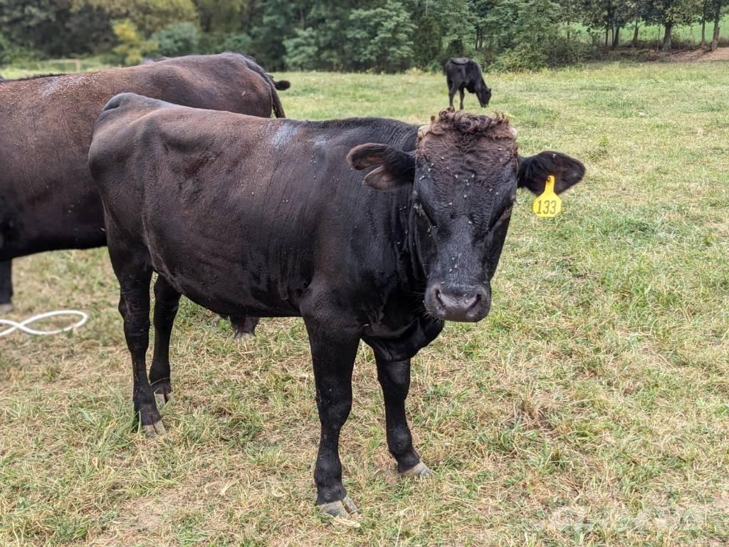 Bull (Organic Farm) Salle de traite