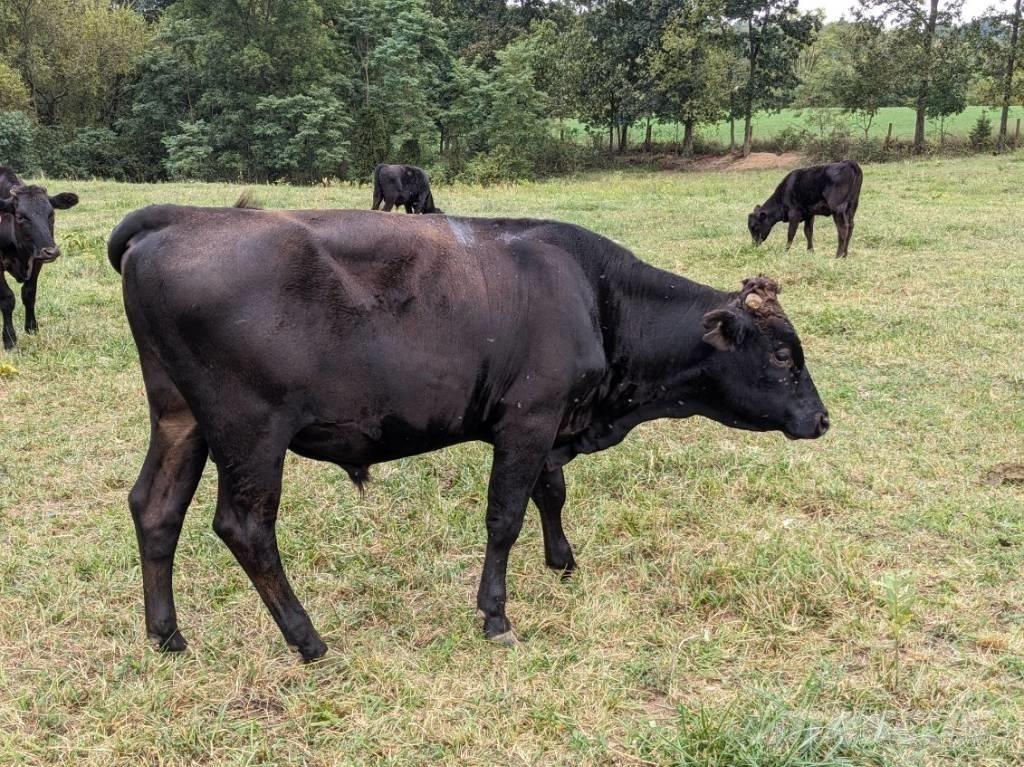Bull (Organic Farm) Salle de traite