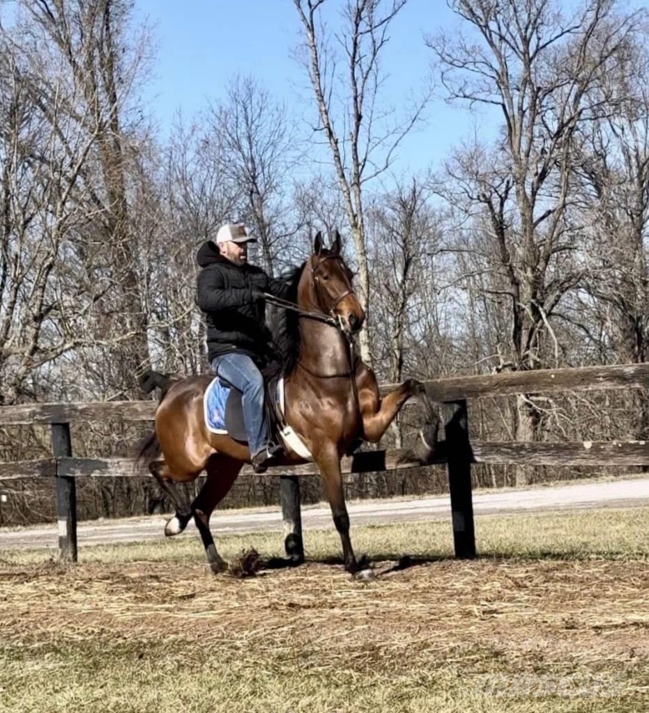  Horse Saddlebred Autres matériels d'élevage