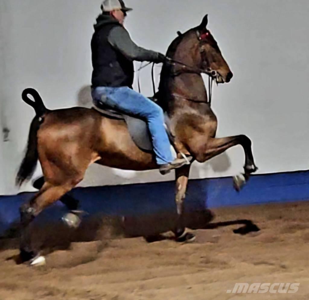  Horse Saddlebred Autres matériels d'élevage