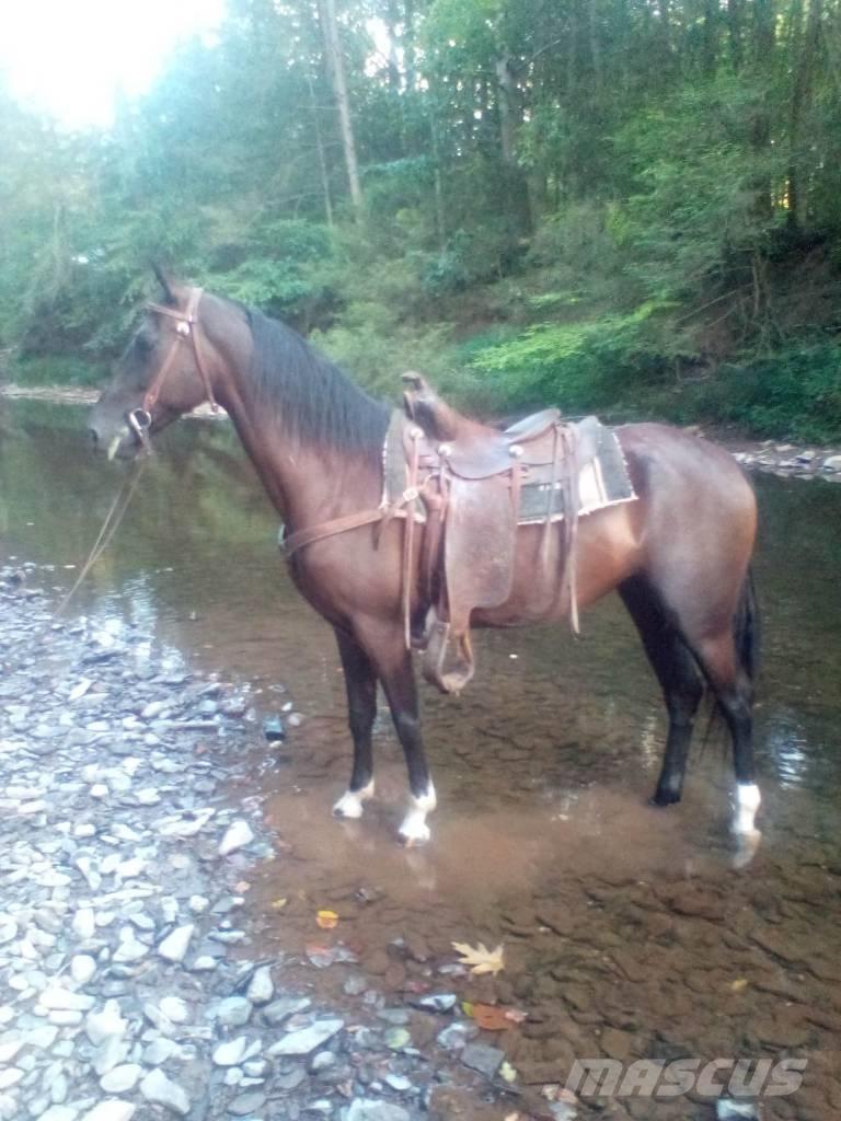  Horse Standaredbred Autres matériels d'élevage