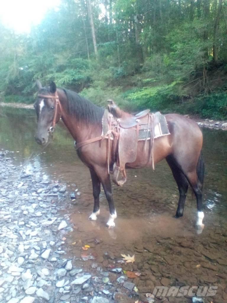  Horse Standaredbred Autres matériels d'élevage