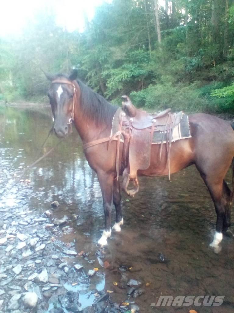 Horse Standaredbred Autres matériels d'élevage