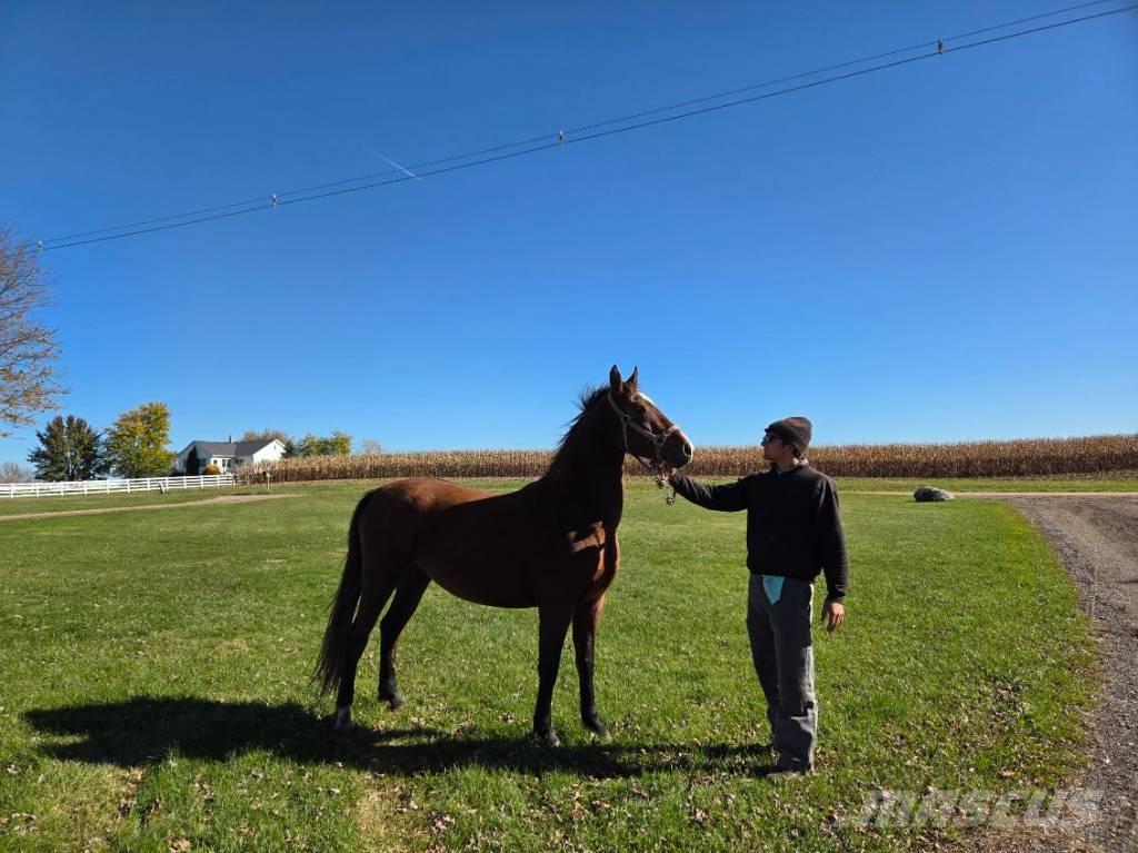  Horse Mare Autres matériels d'élevage
