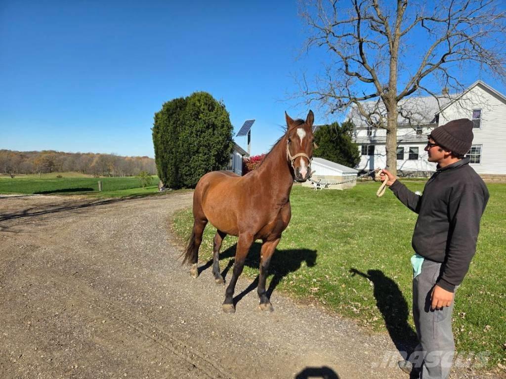  Horse Mare Autres matériels d'élevage
