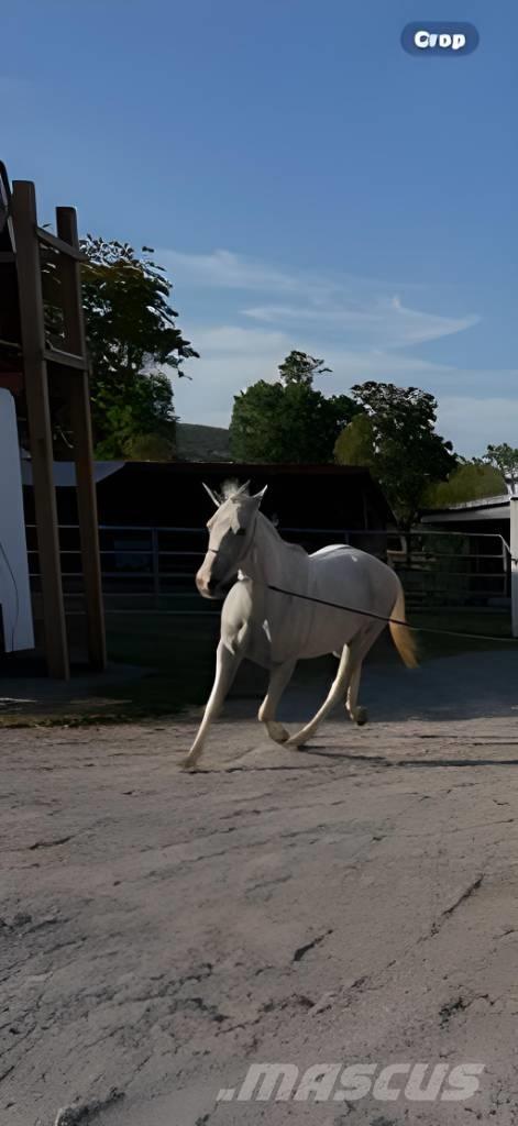  Horse Mare Autres matériels d'élevage