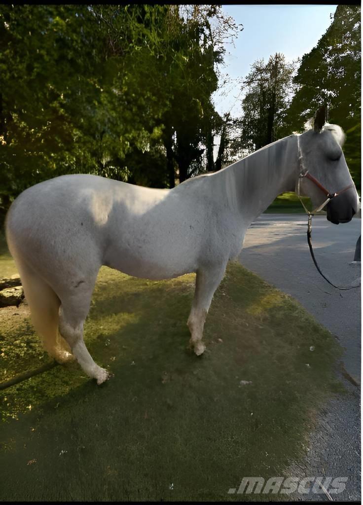  Horse Mare Autres matériels d'élevage