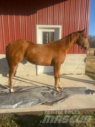  1-Year-Old Mare Construction - Autres
