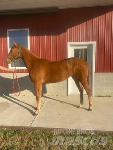  1-Year-Old Mare Construction - Autres