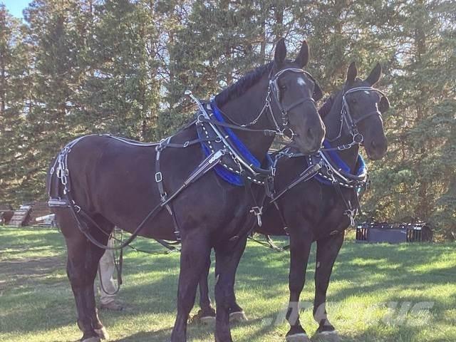  Percheron Team Construction - Autres