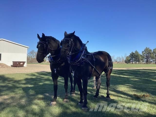  Percheron Team Construction - Autres