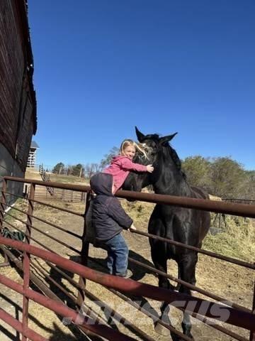  Percheron Team Construction - Autres