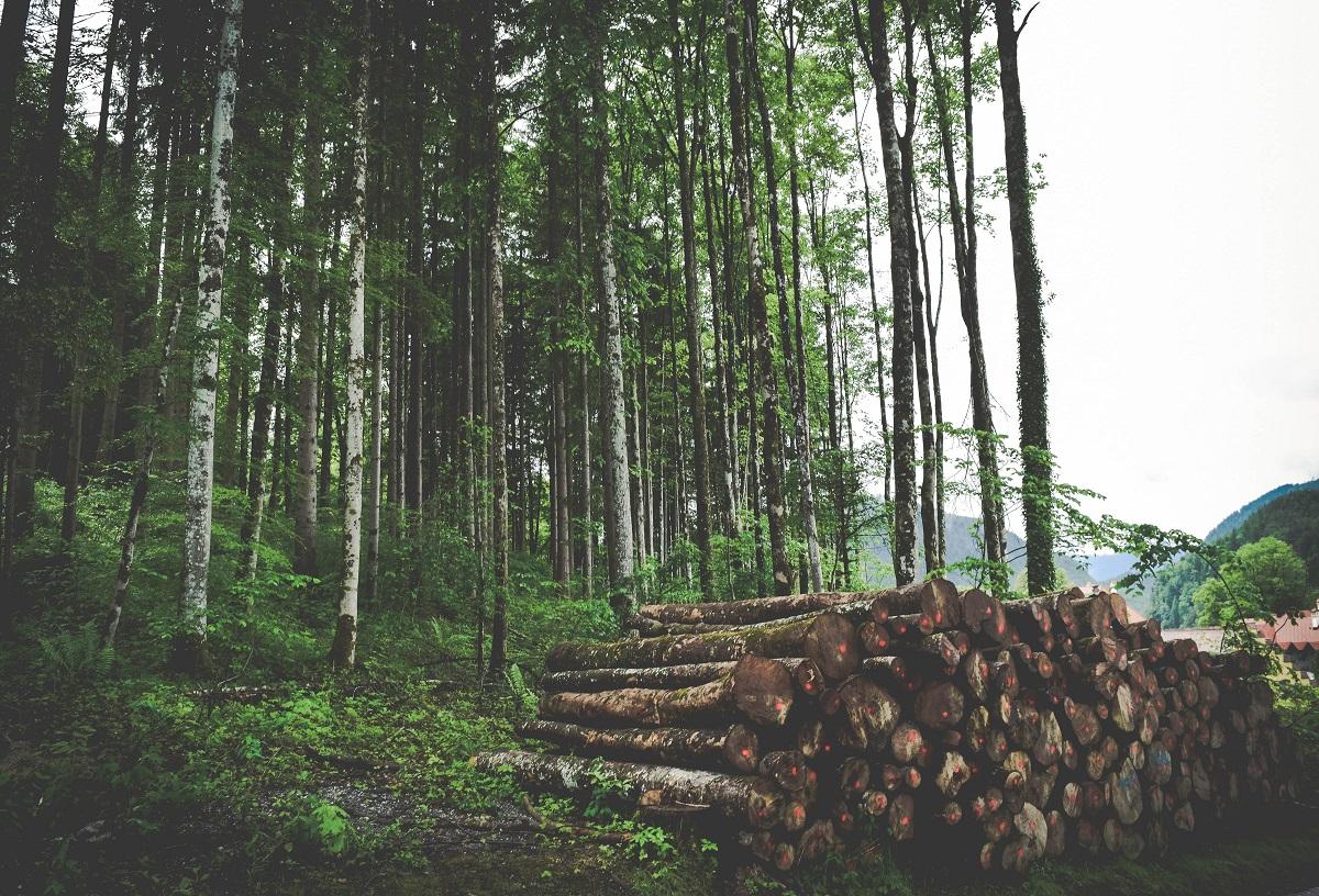 Les nouvelles technologies dans le domaine forestier : comment la digitalisation révolutionne-t-elle l'industrie