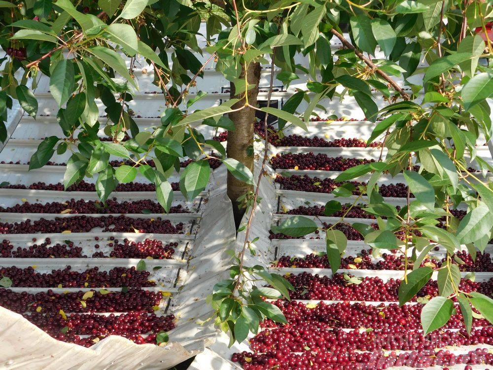 Weremczuk Otrząsarka do wiśni MAJA / Cherry harvester Machine pour la récolte d'olives